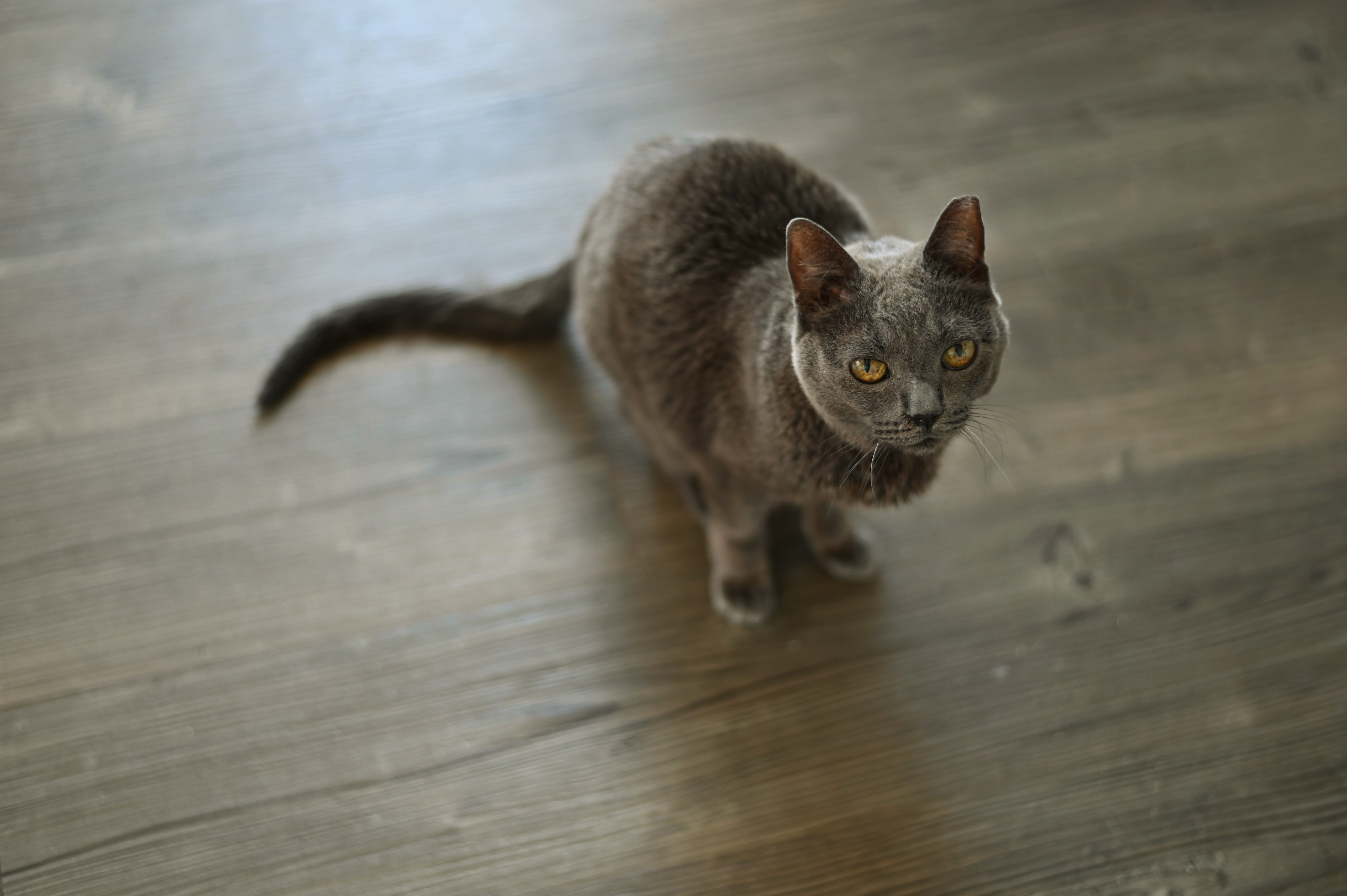 Nikki, the cat who inspired Ailaga